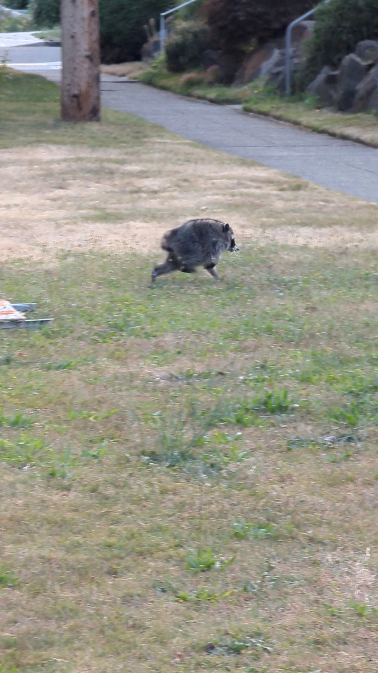 A raccoon spotted in Seattle, Washington, in a screengrab from a social media video