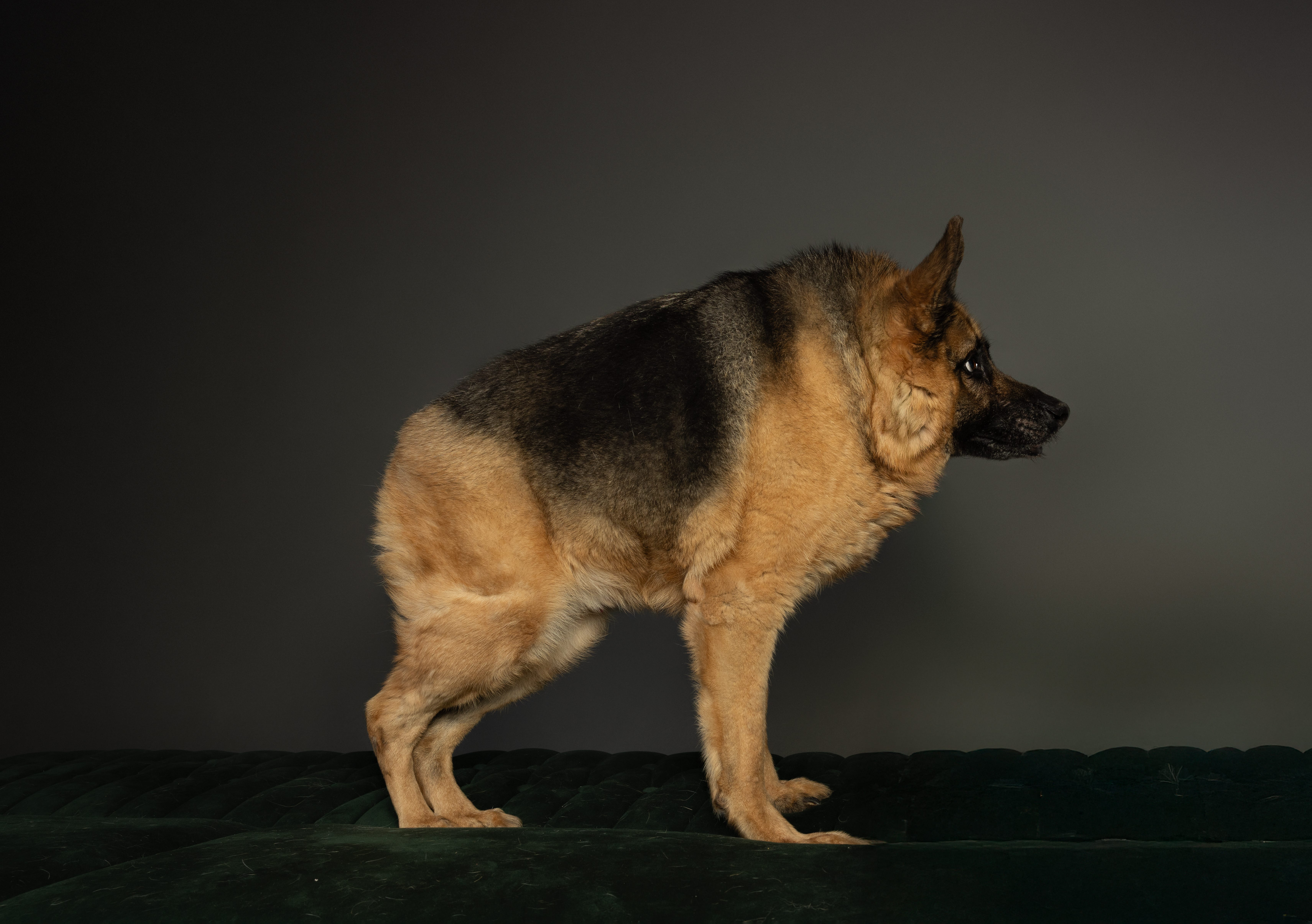 A German shepherd dog with short spine syndrome, known as Quasimodo or Quasi the Great