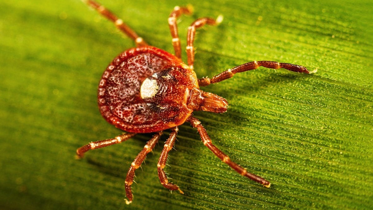 Close-up of a Lone Star tick with a distinctive white spot on its back