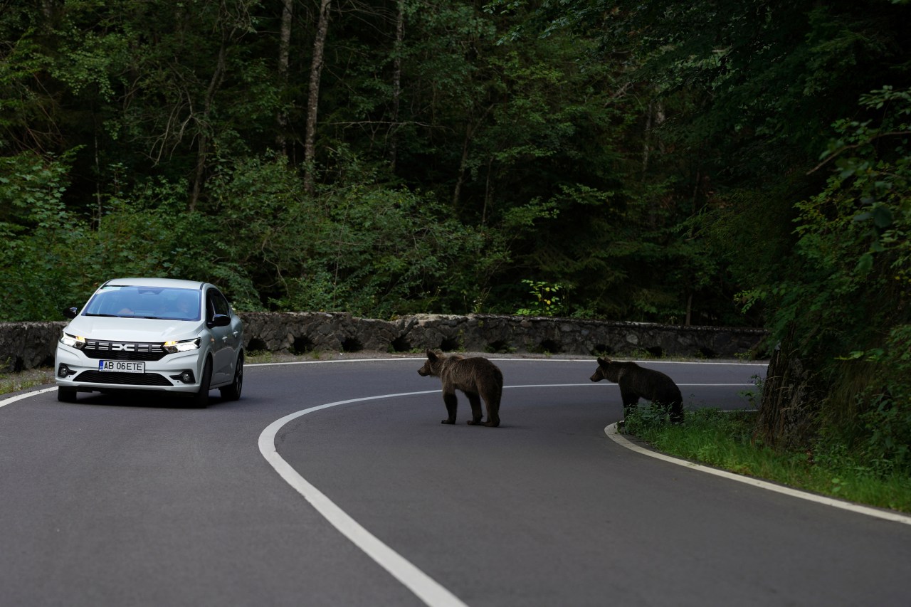 Brown bears surrounding a car on the Transfăgărășan mountain road in Romania