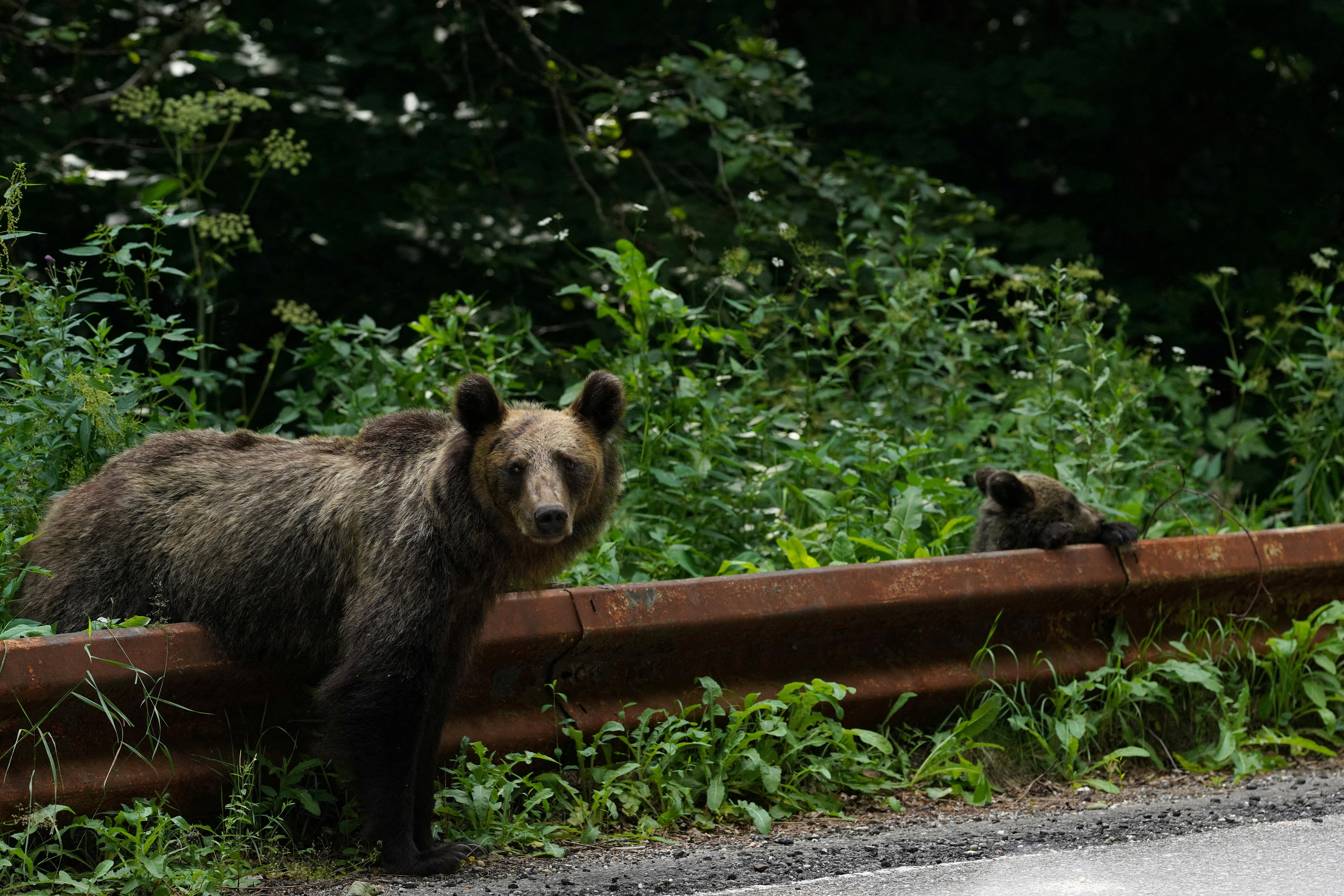 Brown bears standing on the side of a road in Romania, watching passing traffic