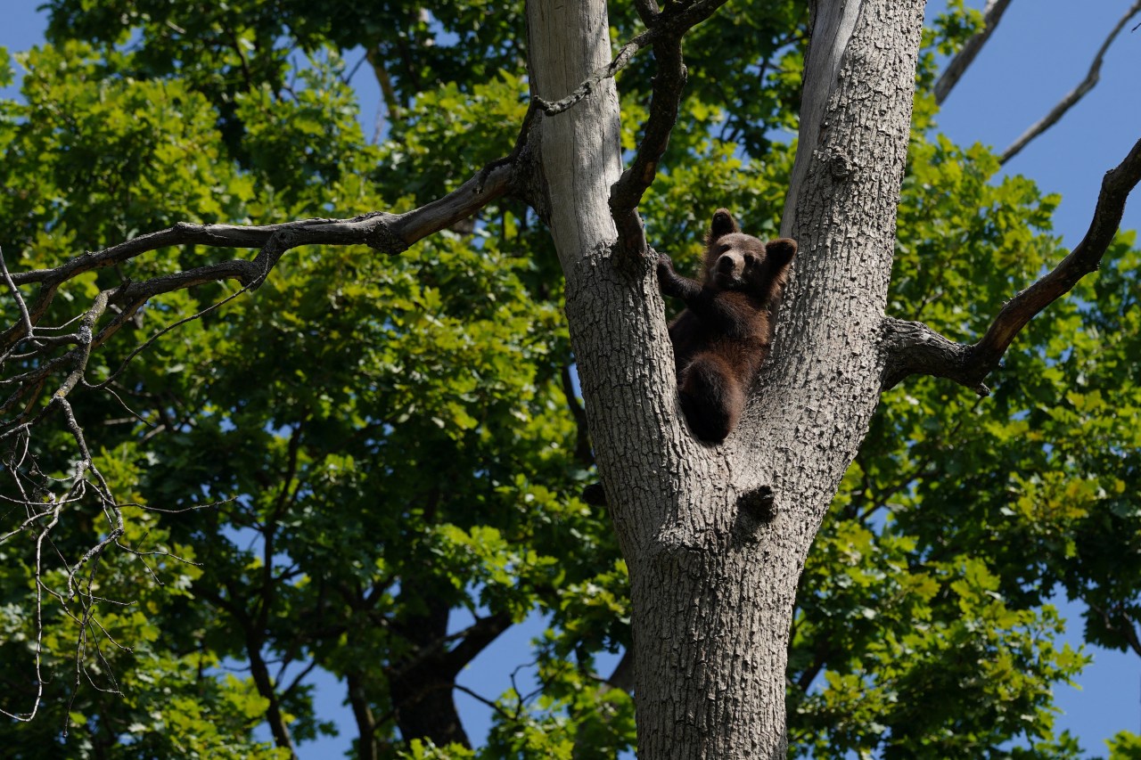 A brown bear cub clinging to the fork of a large tree trunk, surrounded by green leafy branches against a blue sky.