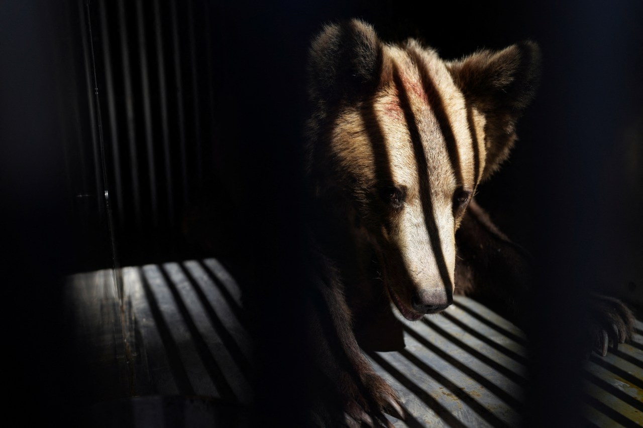 A brown bear crouched inside a dark metal transport crate, with bars casting shadows across its face and fur.
