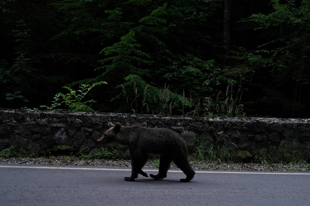 A brown bear walking along the shoulder of a paved mountain road in Romania, with a stone wall and dark forest behind it.