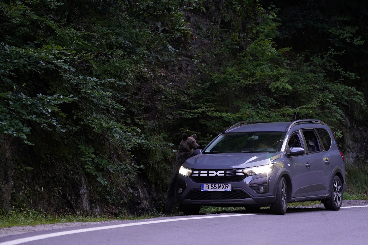 A brown bear standing on its hind legs and leaning against the front hood of a grey Dacia SUV on a forested mountain road in Romania.