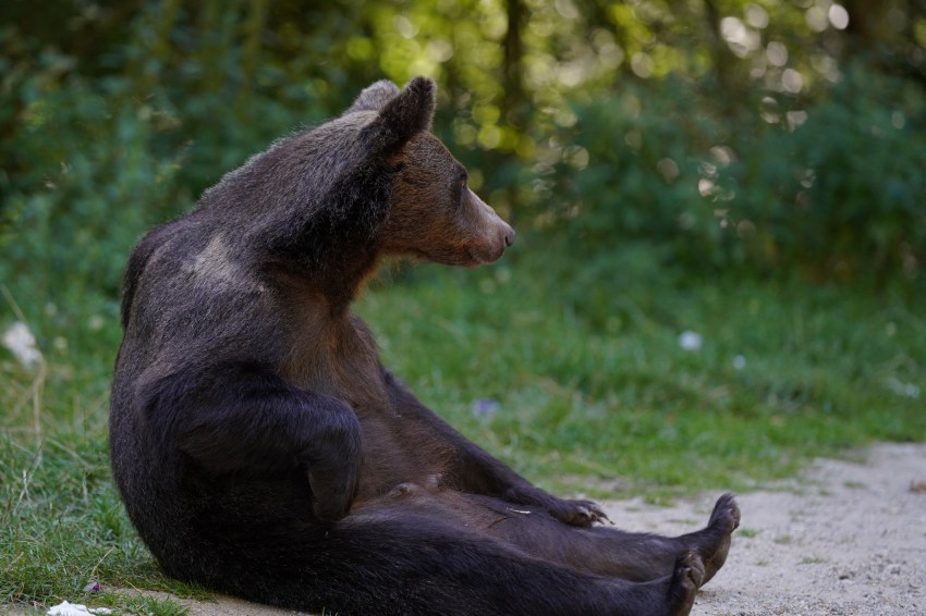 Bears Have Killed Nearly 30 People in Romania Over 20 Years, and Tourists Are Still Hand-Feeding Them for Photos