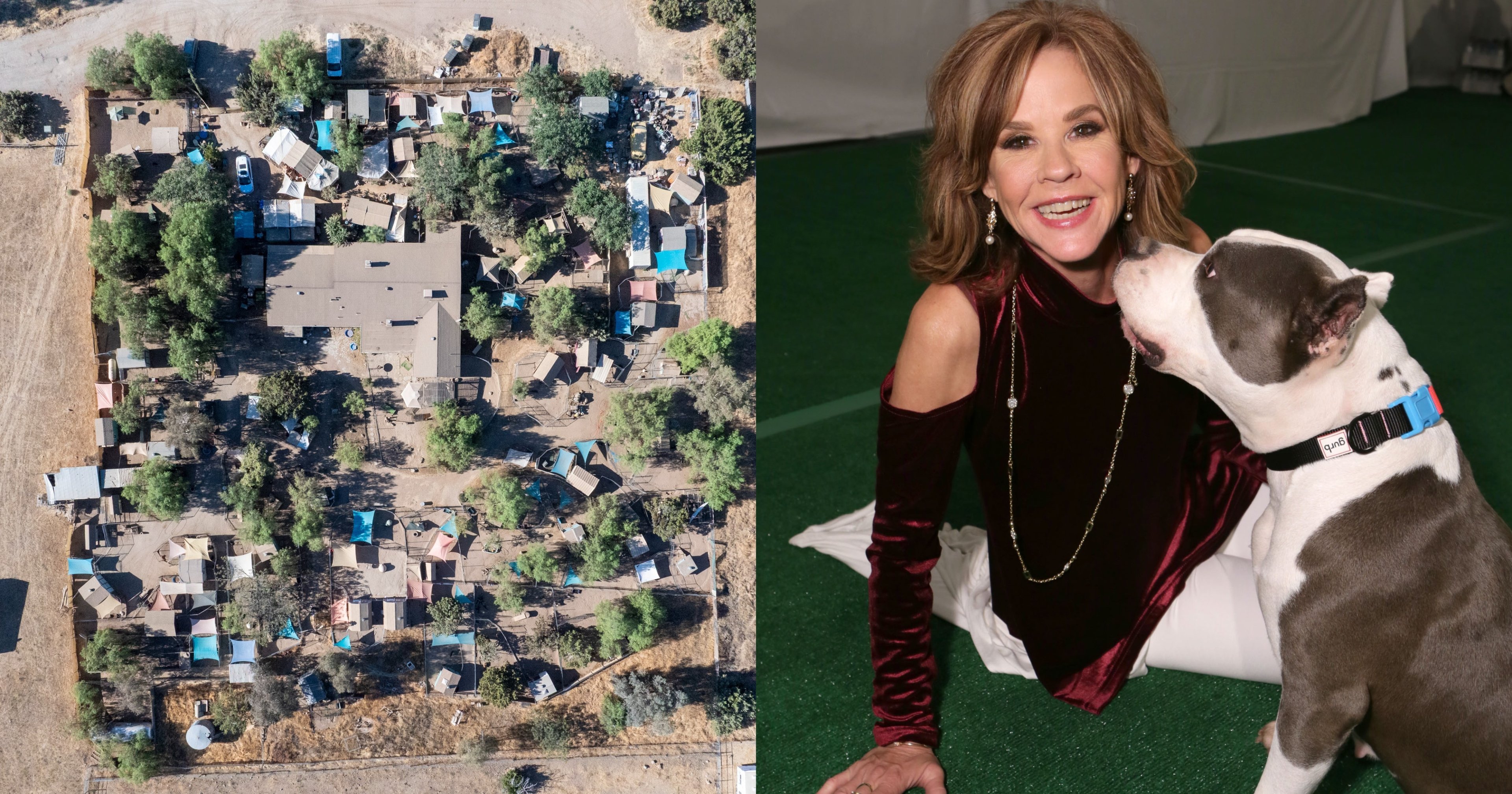 Aerial drone view of a crowded residential property with dozens of small kennels, tarps, and structures packed among sparse trees in a dry California landscape.