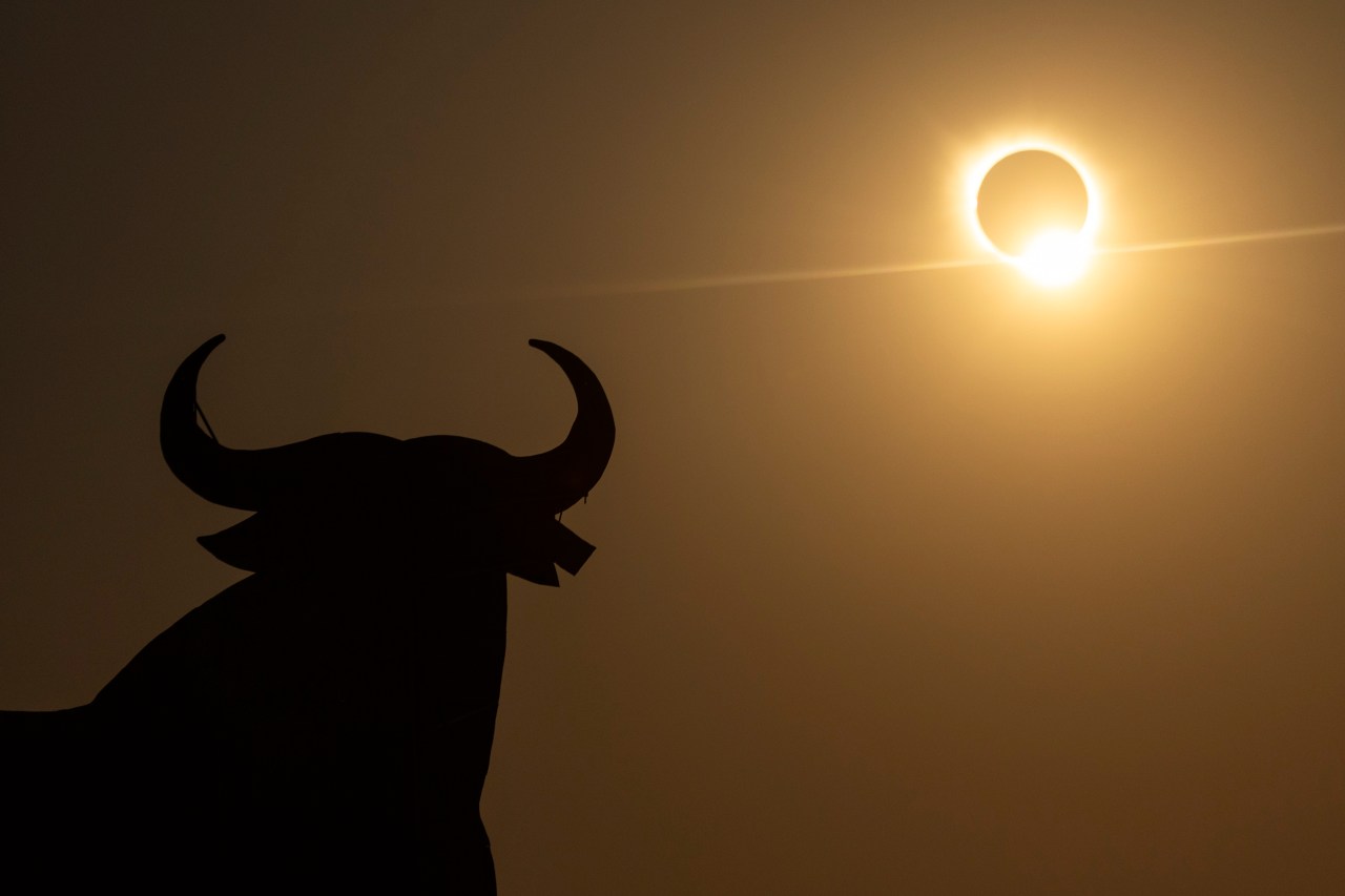 Silhouette of the Osborne Bull sculpture against a glowing total solar eclipse in a golden-brown sky.