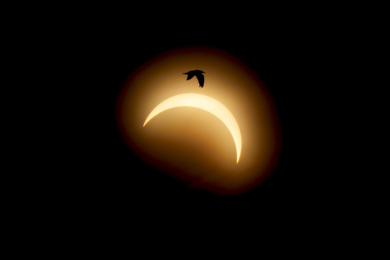 A bird in silhouette flies across a crescent-shaped partially eclipsed sun glowing golden-orange against a black background.