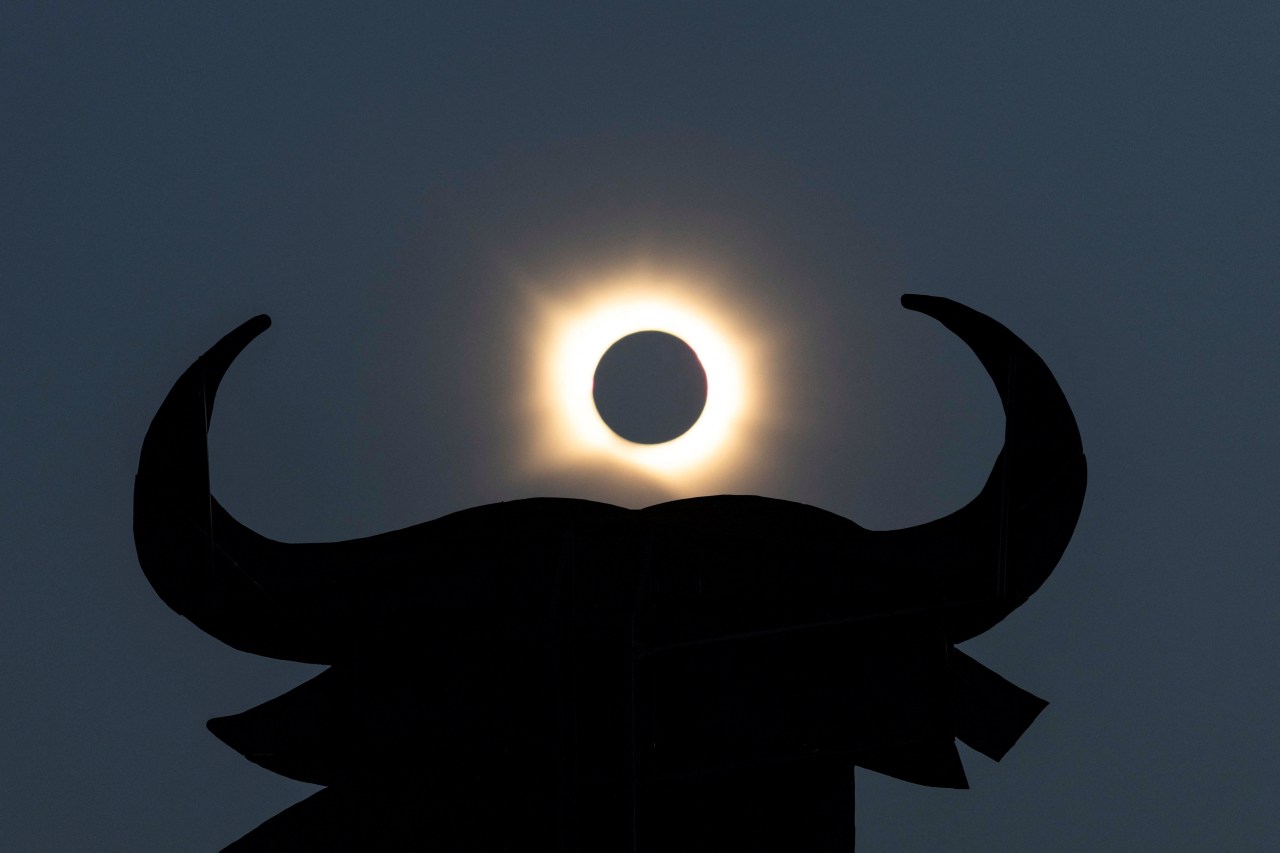 Silhouette of an Osborne Bull with the glowing ring of a total solar eclipse centered between its horns against a gray sky.