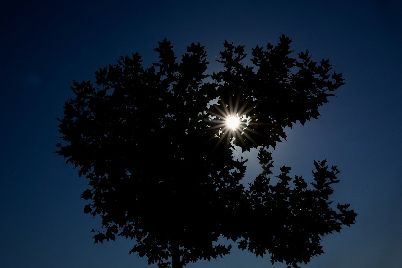 Silhouette of a large leafy tree against a deep blue sky, with bright sun rays piercing through the branches at center.
